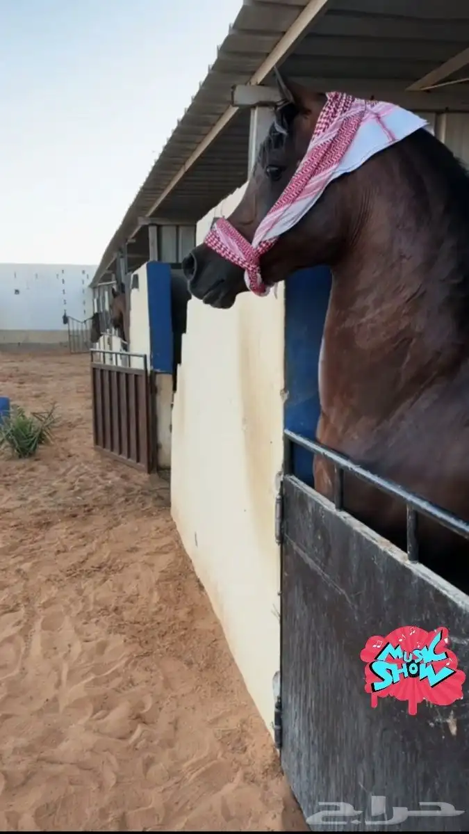 سايس خيل 0