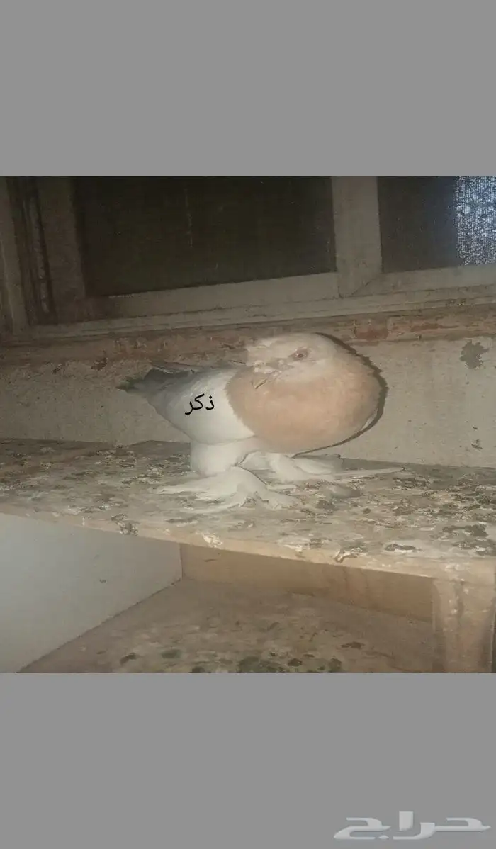 للبيع اتراك الفين 2