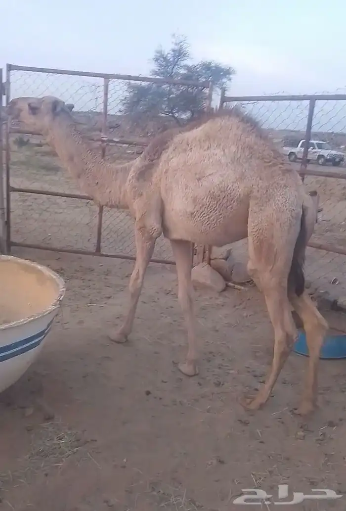 حاشي اشقح مسحوب من تحت امه على الحليب ارباع و اثمان 0