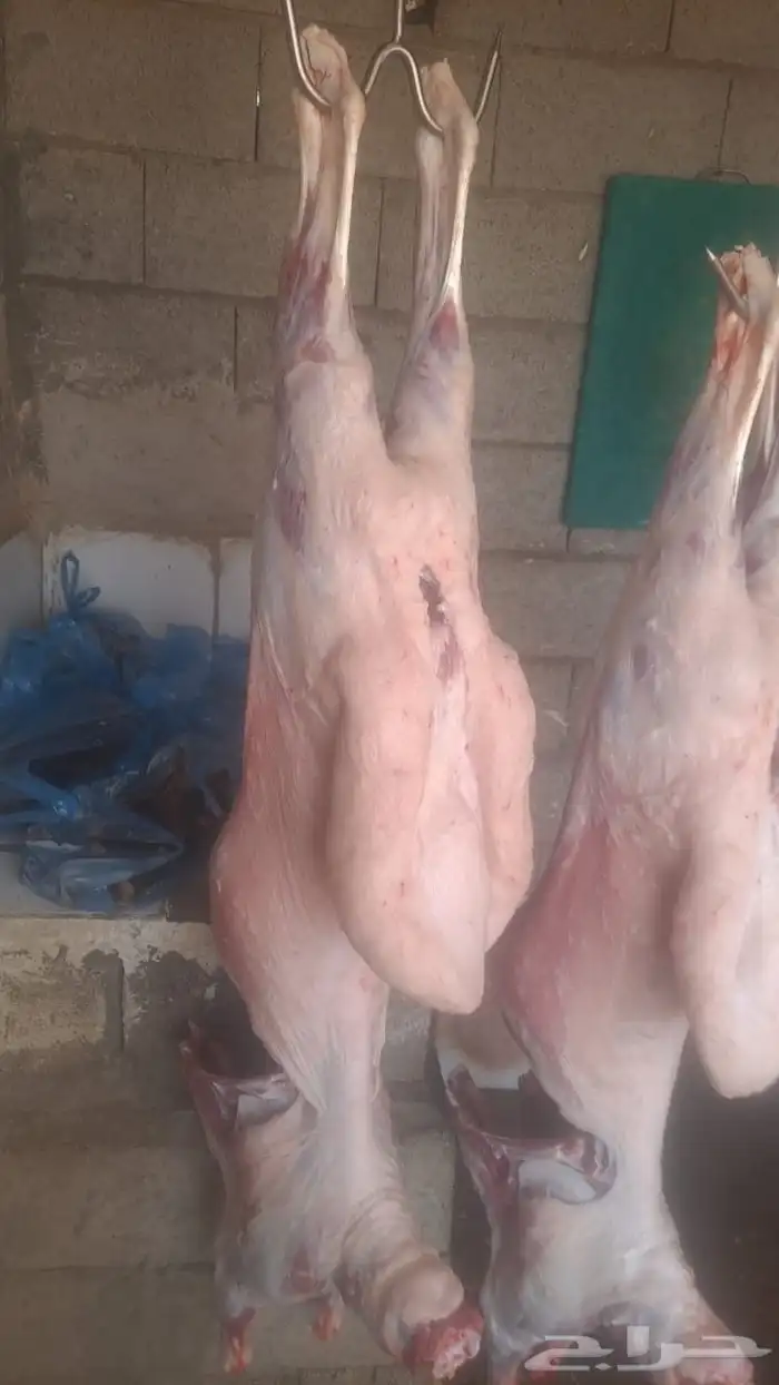 ذبائح تيس وحري ونعيم وسواكن الموقع ملهم حريملاء 2