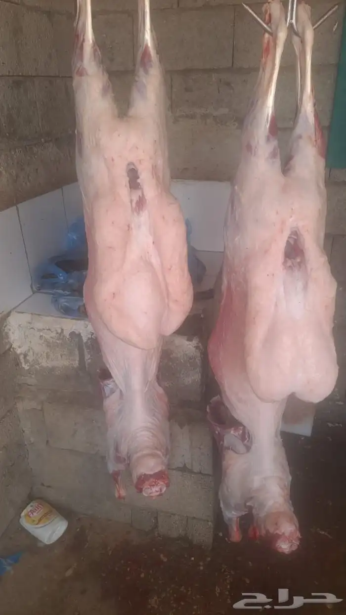 ذبائح تيس وحري ونعيم وسواكن الموقع ملهم حريملاء 1