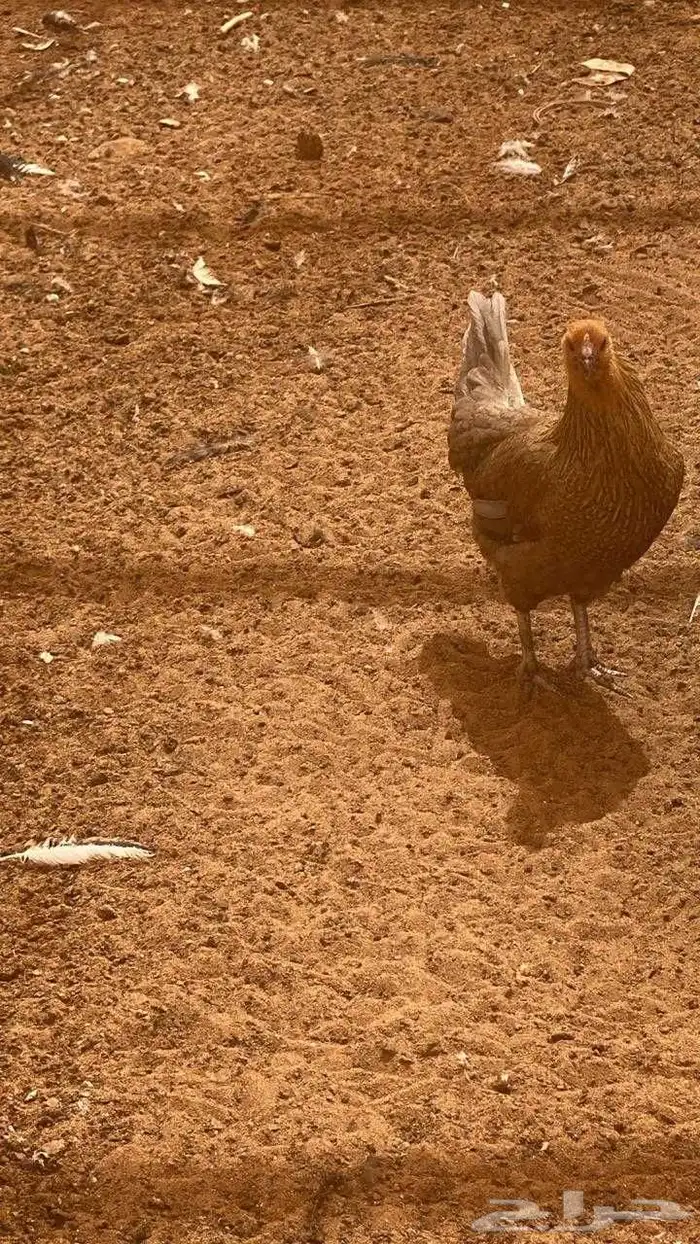 دجاج بلدي بياض 3