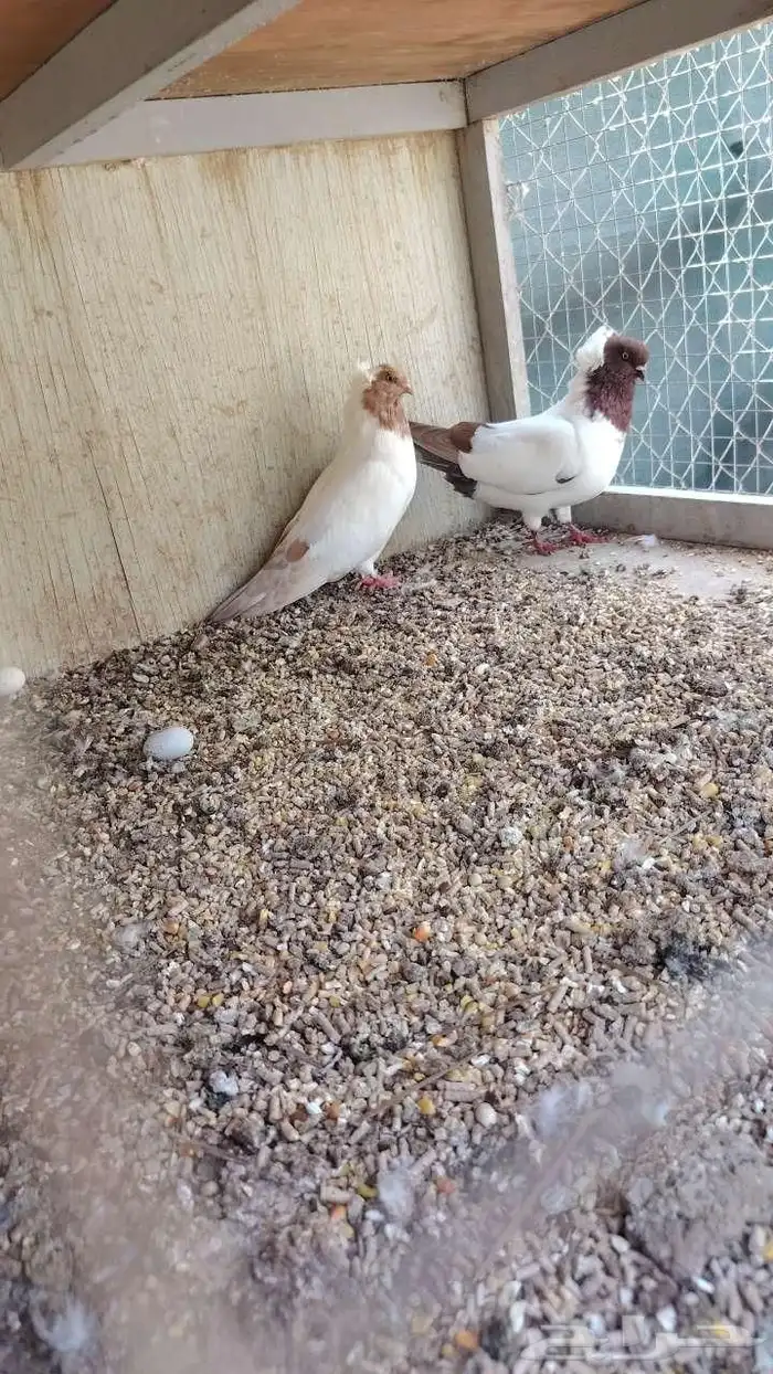 للبيع حمام سوداني 0