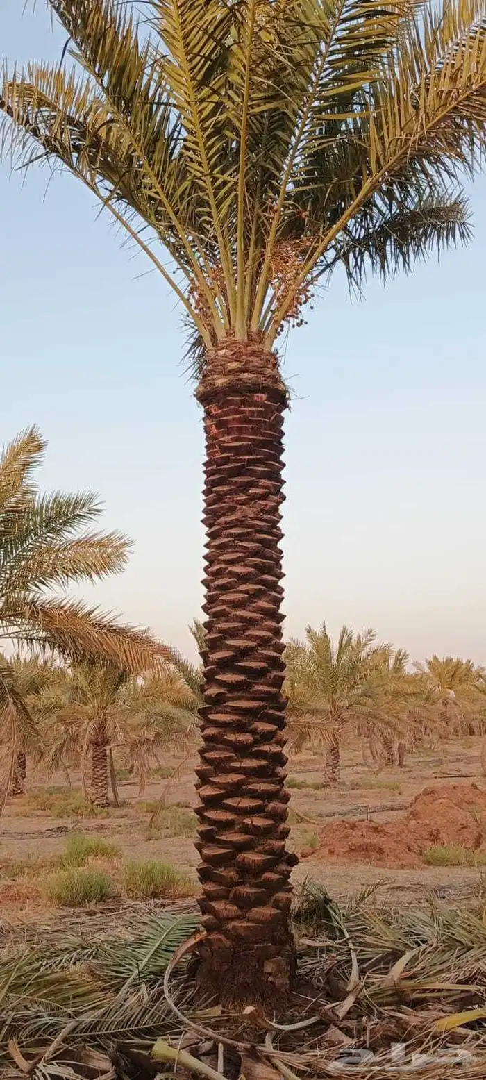 يوجد لدينا نخيل عربي مثمر جميع الأنواع كما نوصل للجميع انحا 5