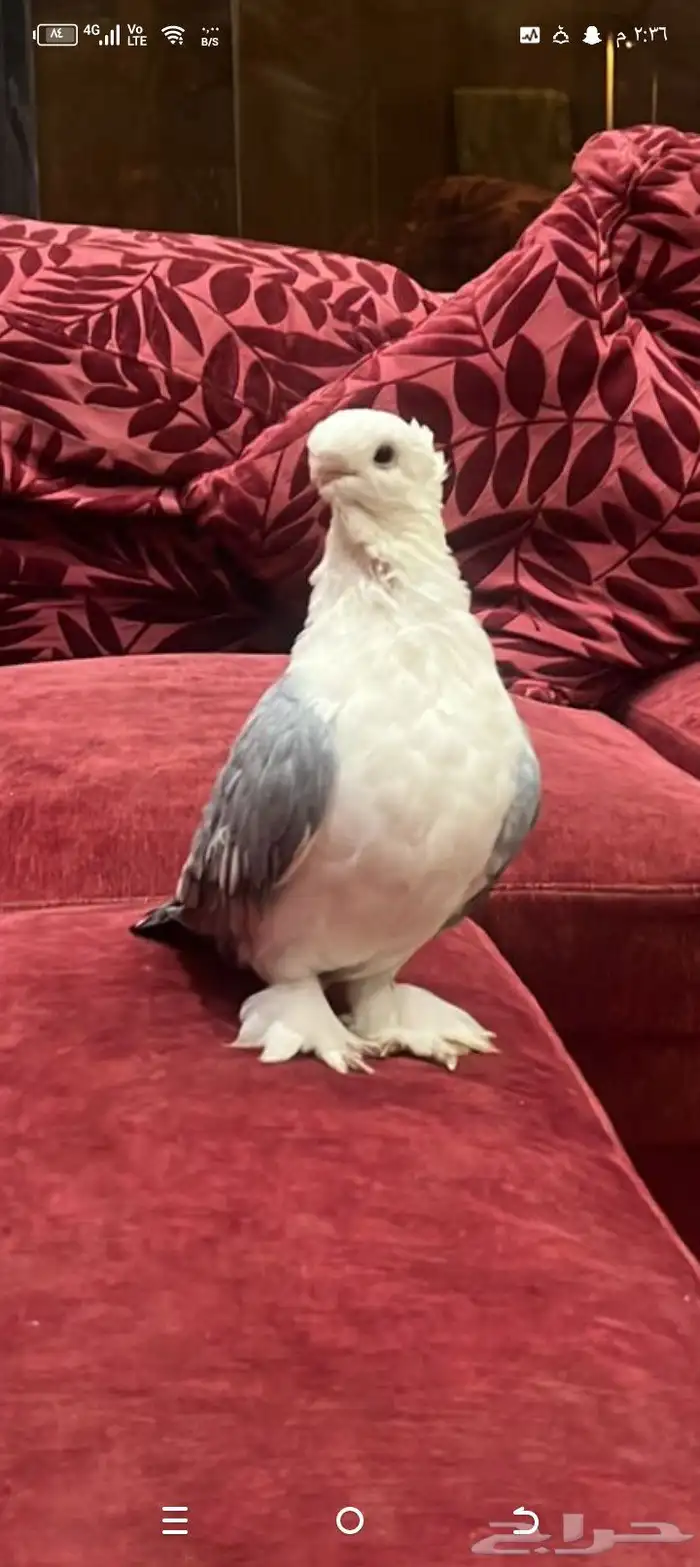 حمام صواف ذكر فحل 1