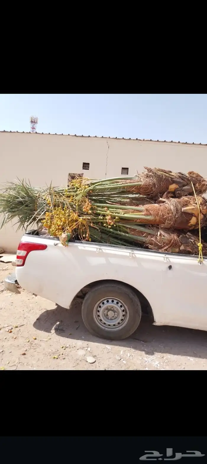 السلام عليكم ورحمه الله وبركاته يتوفر لدينا نخيل عربي مثمر 3
