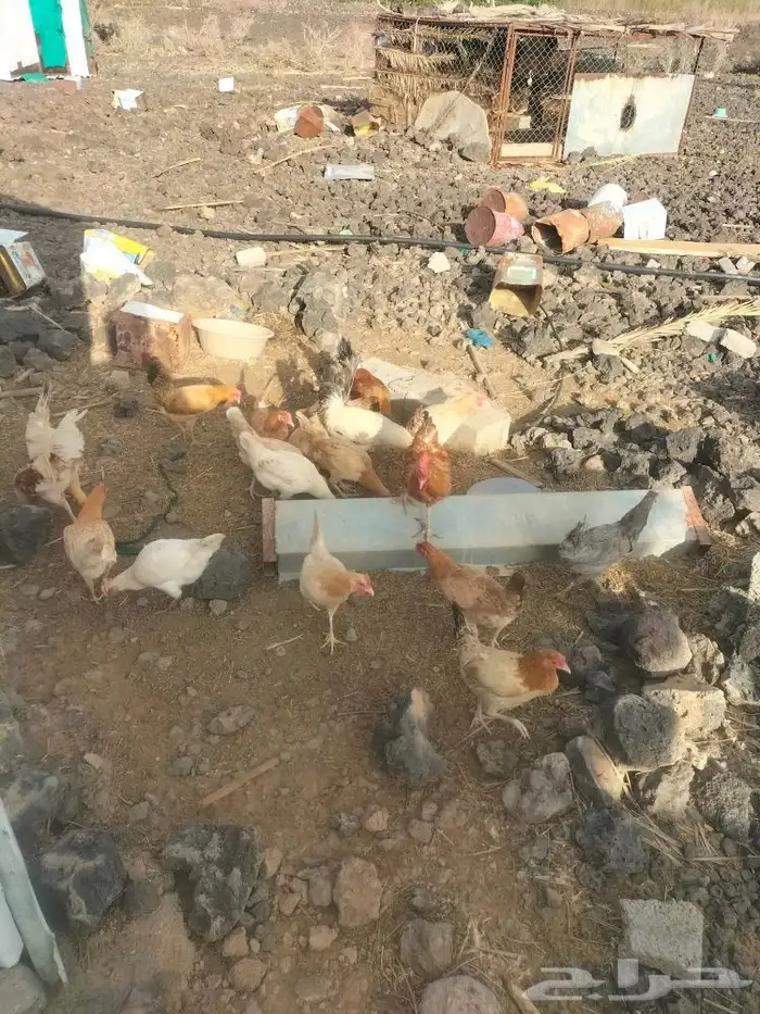 دجاج بلدي بياض للبيع 0