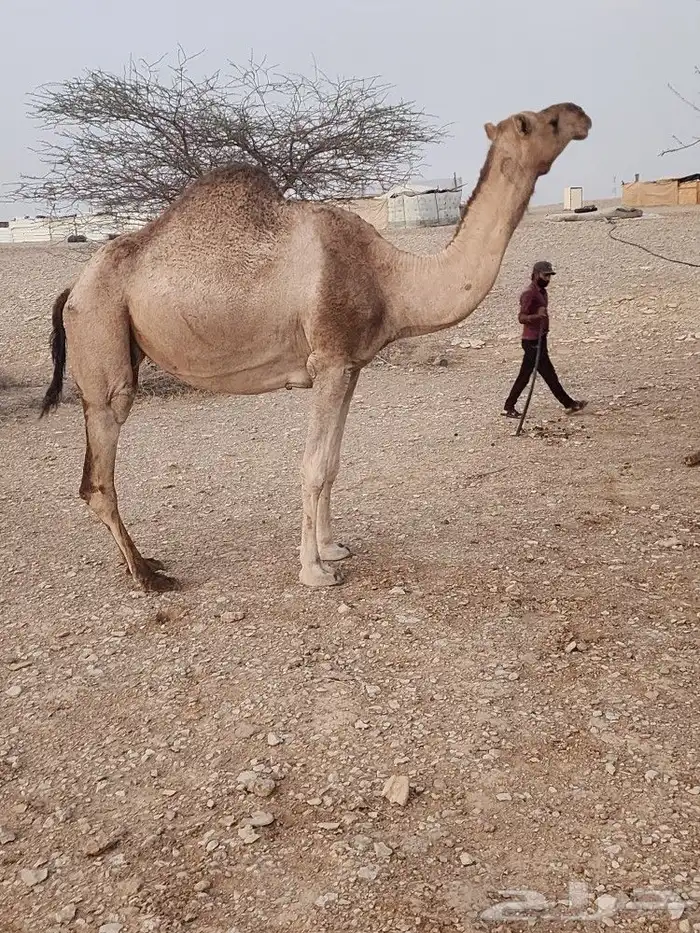 الرياض صلبوخ 4