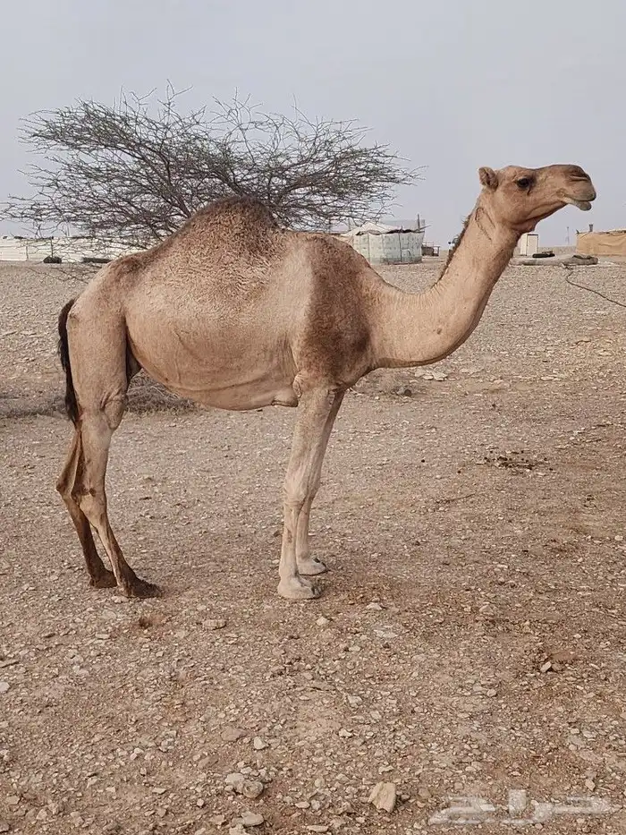 الرياض صلبوخ 0