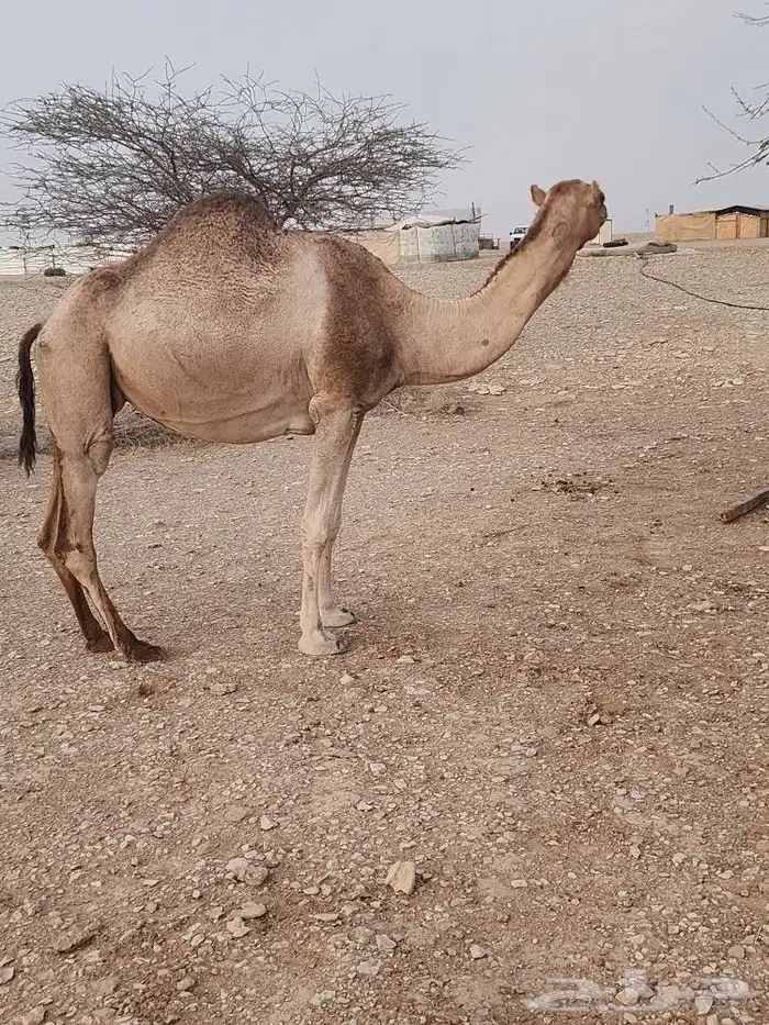 الرياض صلبوخ 5