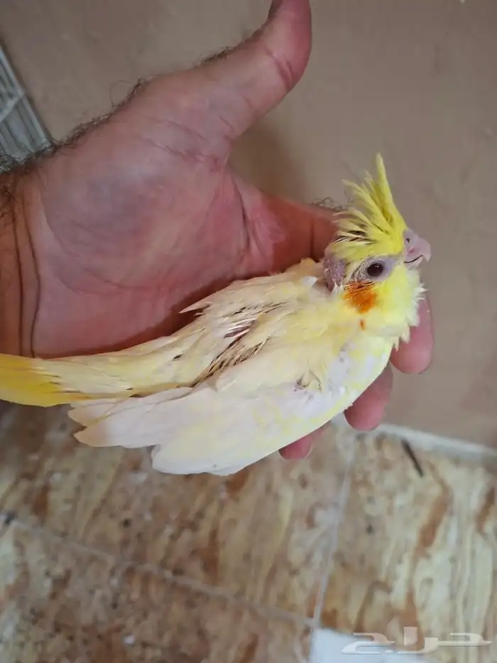 فروخ كروان لاتينو عيون حمر ( تم البيع) 0