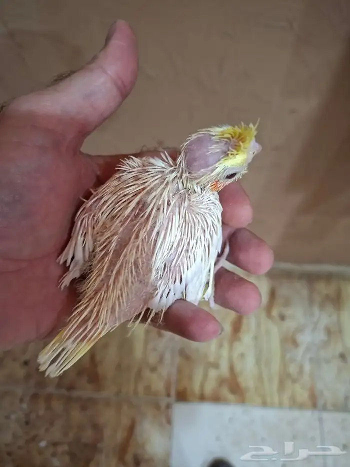 فروخ كروان لاتينو عيون حمر ( تم البيع) 2