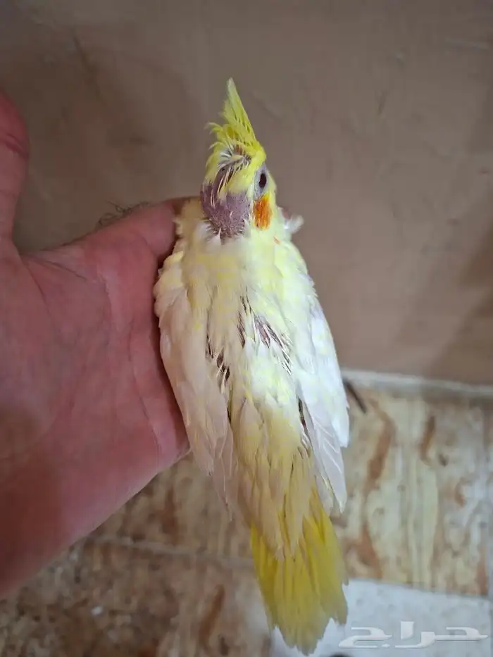 فروخ كروان لاتينو عيون حمر ( تم البيع) 1