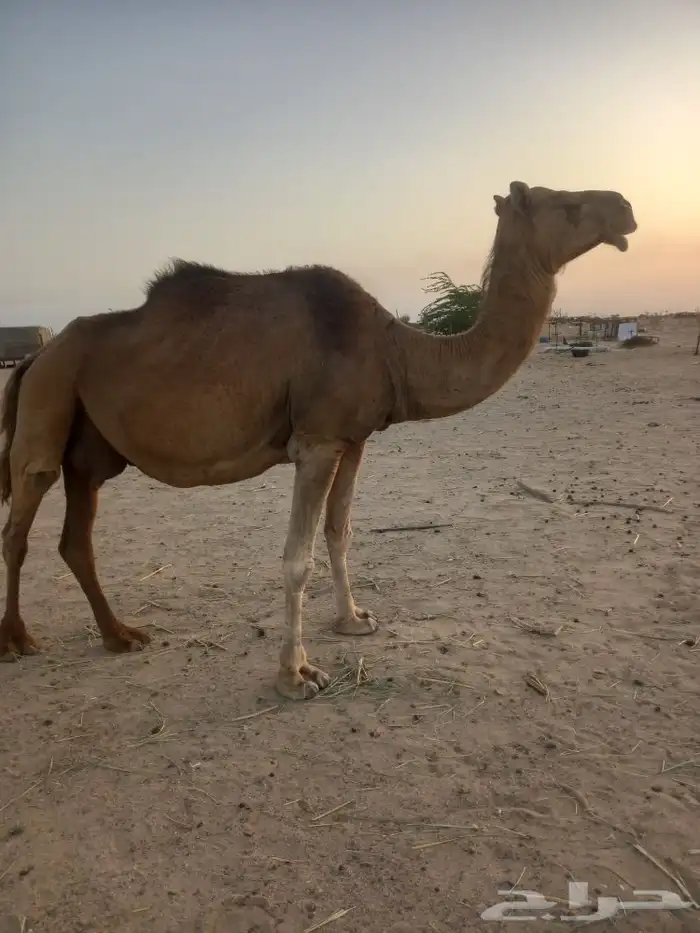 ناقه ملاقي باخره 2