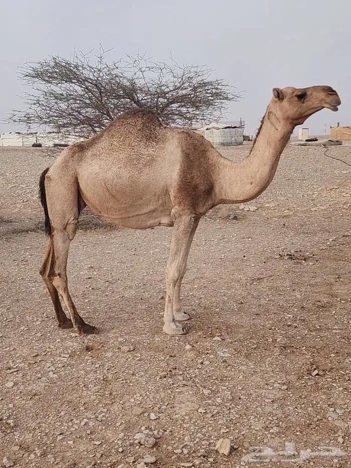 الرياض صلبوخ 1