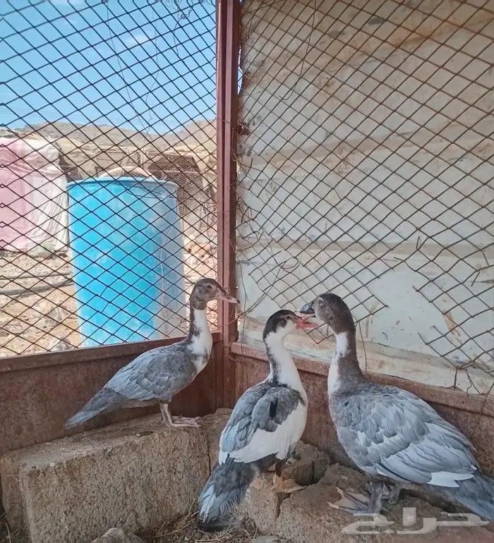 ثلاث اناثي بط مصري للبيع 0