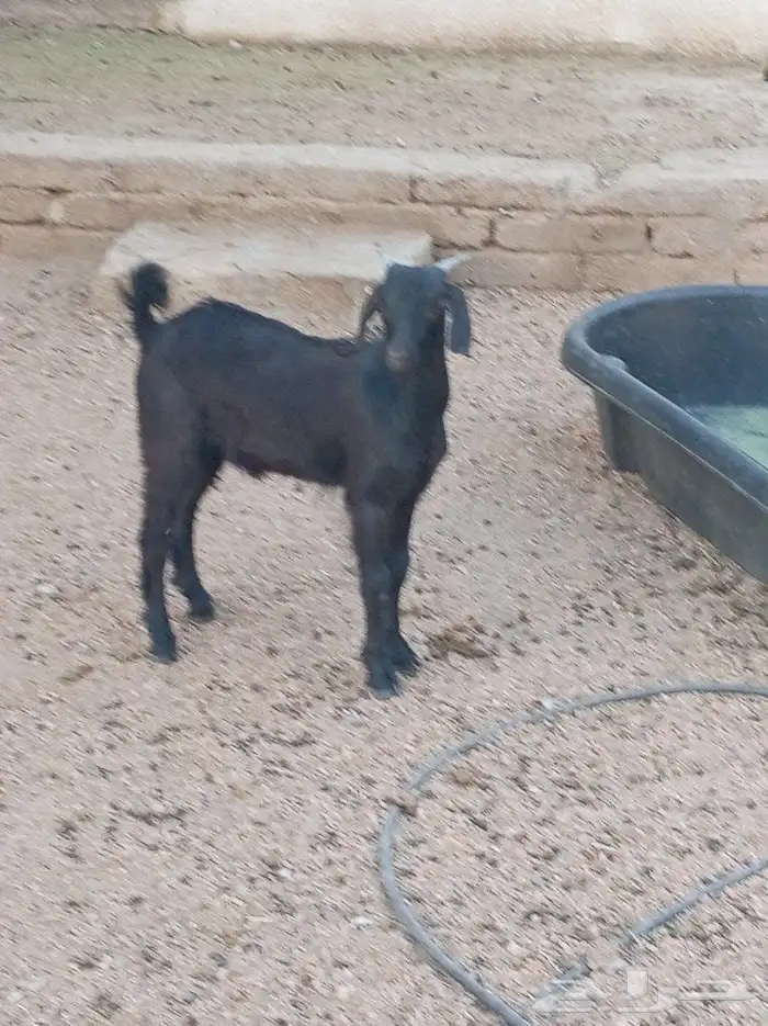 تيس لباني تم البيع 0