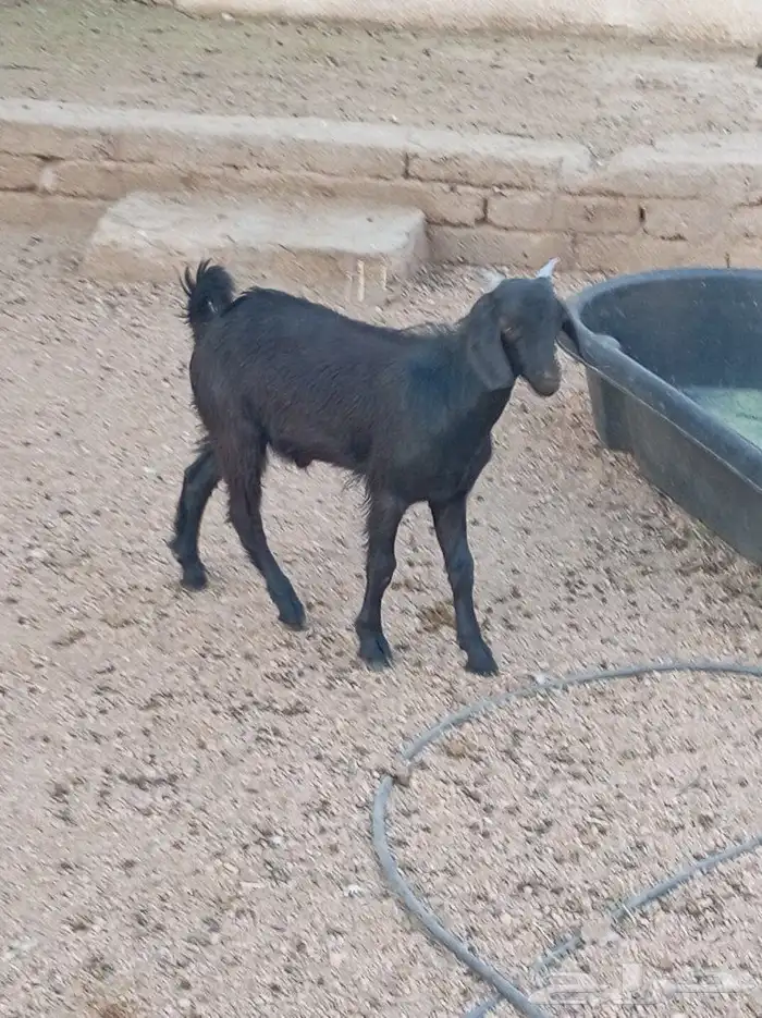 تيس لباني تم البيع 1