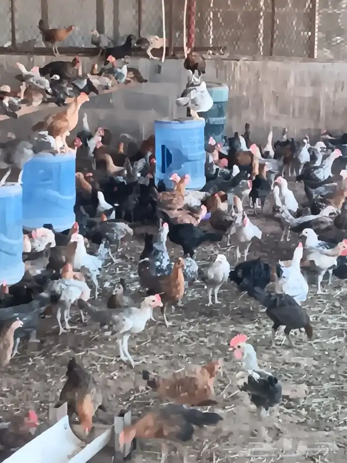 دجاج بلدي وتركي وفيومي العمر غير معروف تقريبن 3 اشهر 3