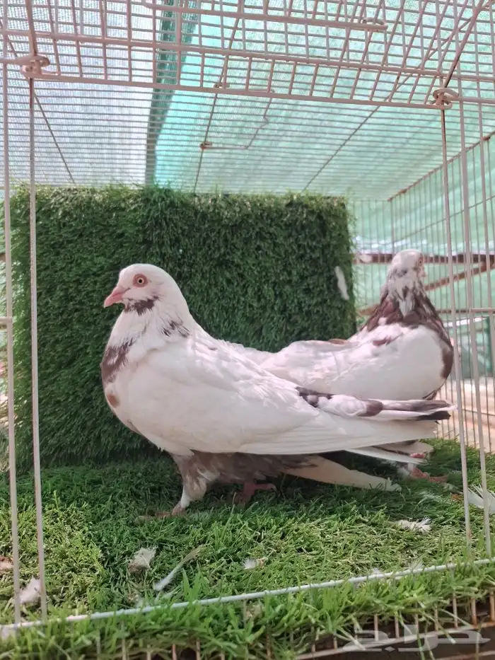 حمام مصري 0
