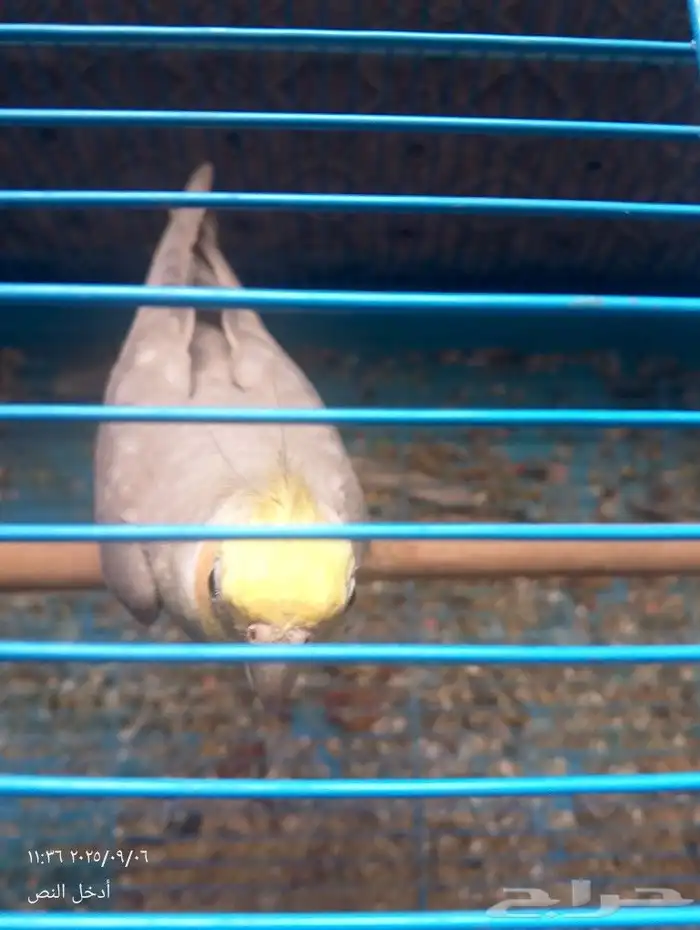 كروان لاتينو 5