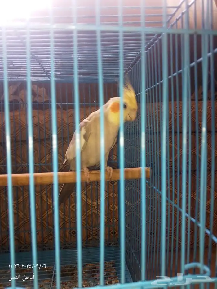 كروان لاتينو 3