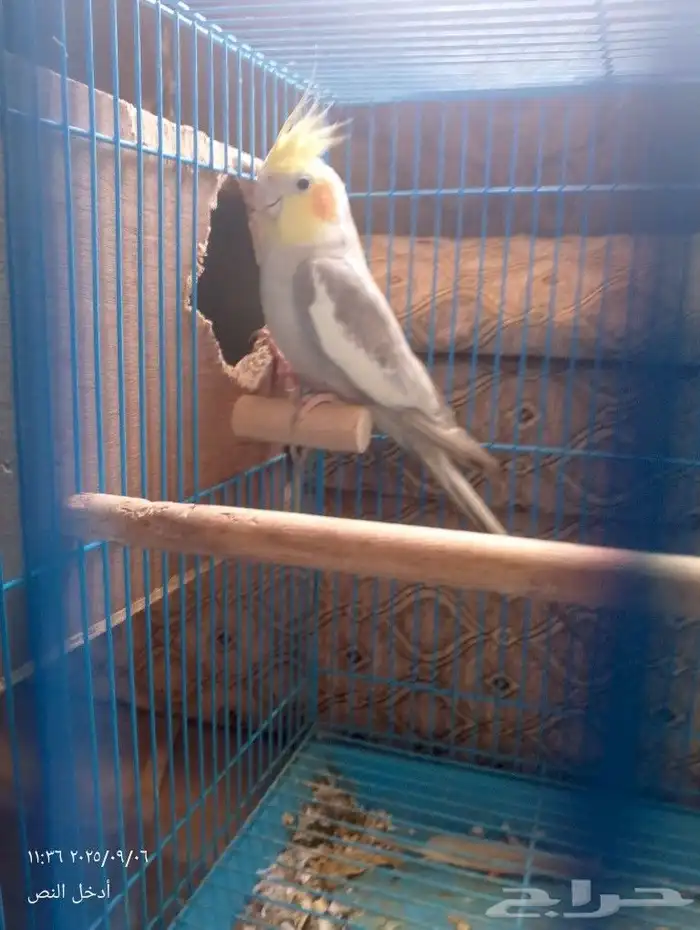 كروان لاتينو 6