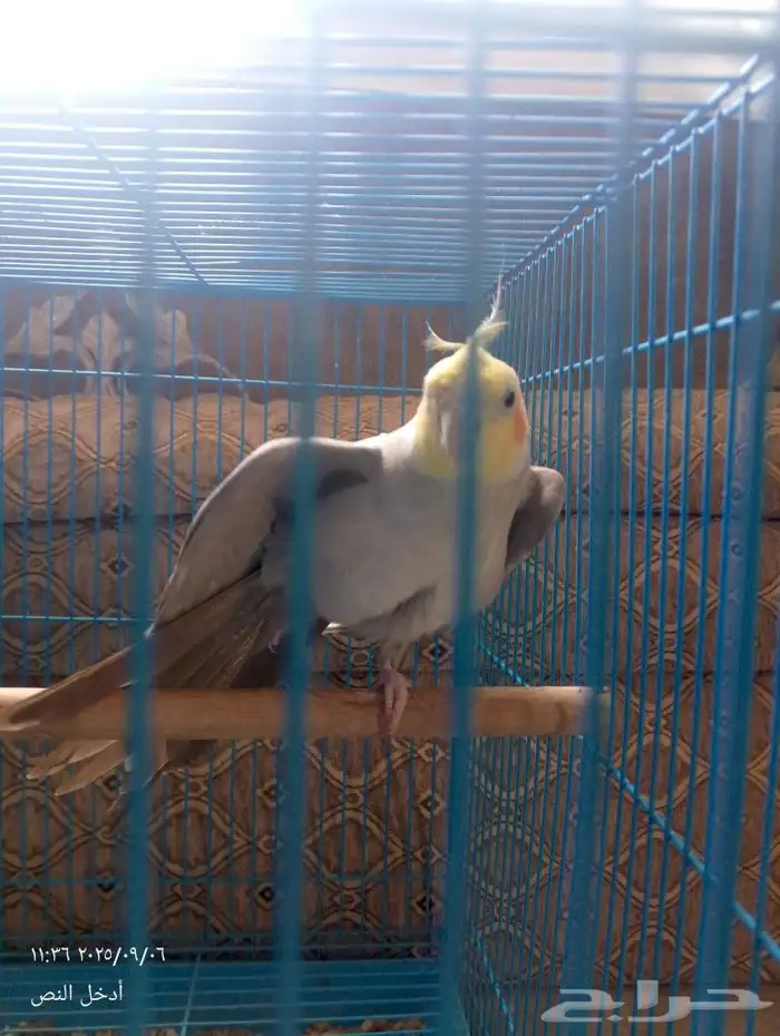 كروان لاتينو 2