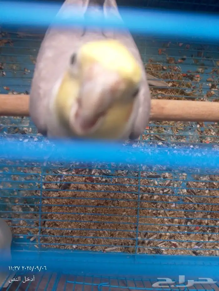 كروان لاتينو 4