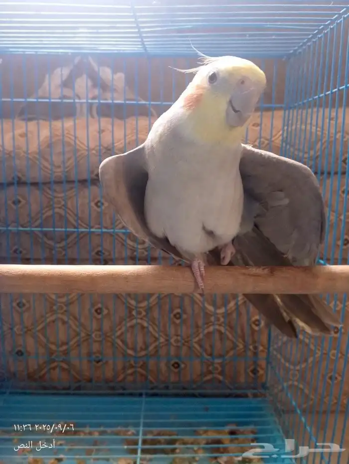 كروان لاتينو 1