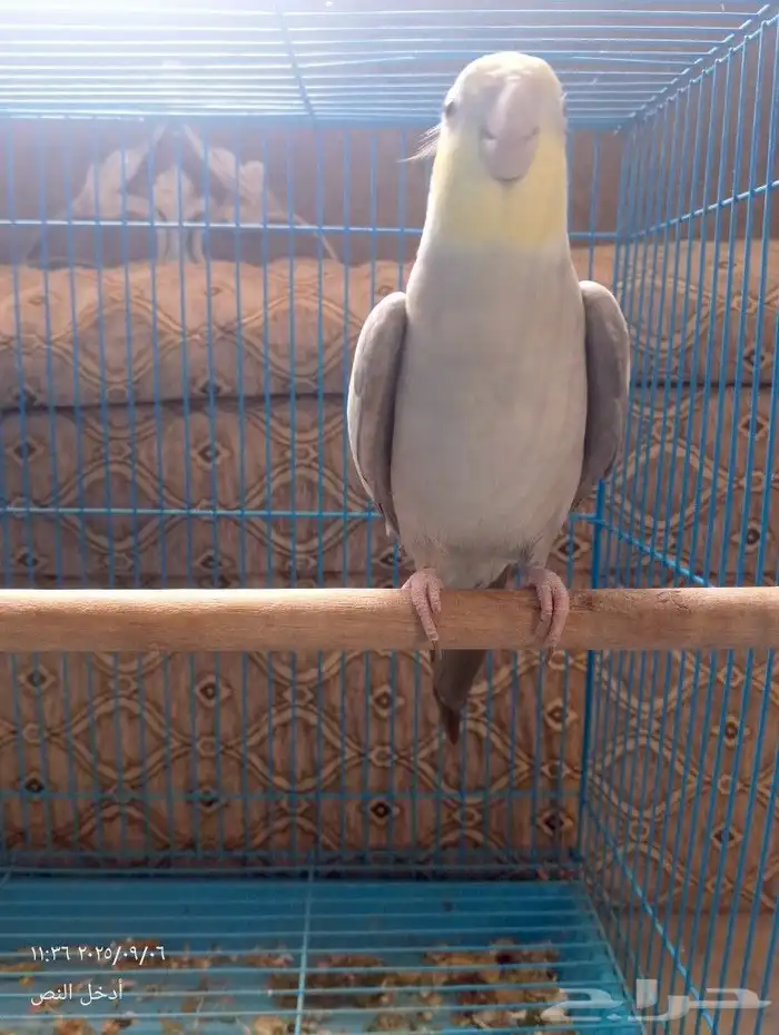 كروان لاتينو 0