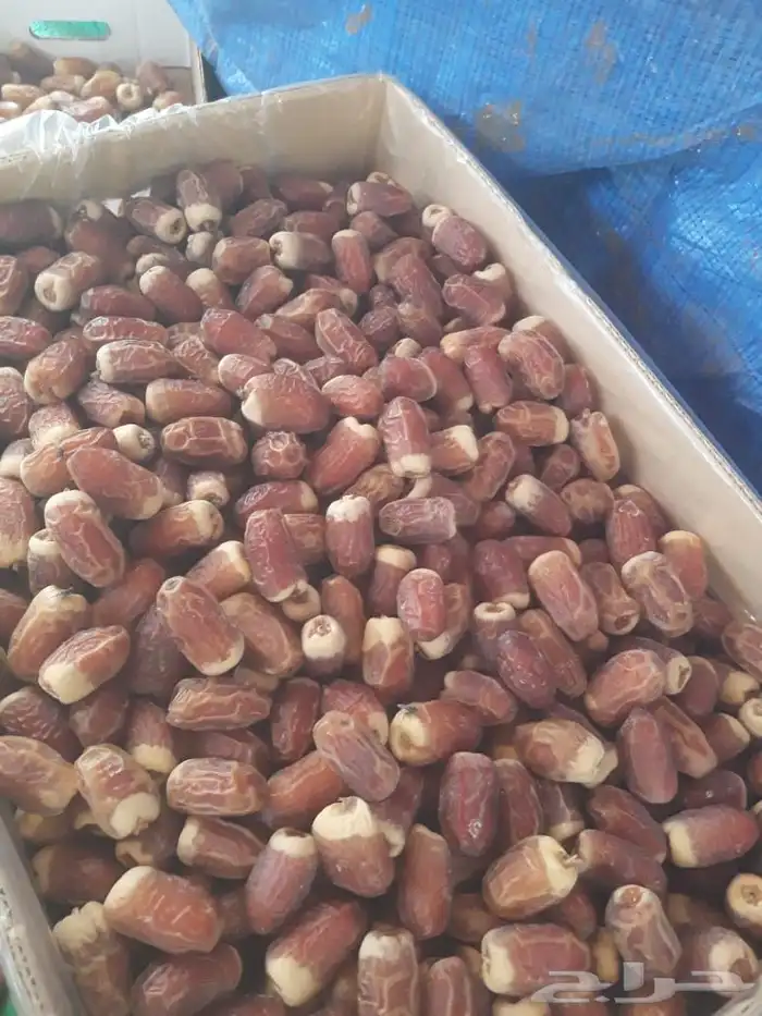 صقعي مبروم رقم 1 3