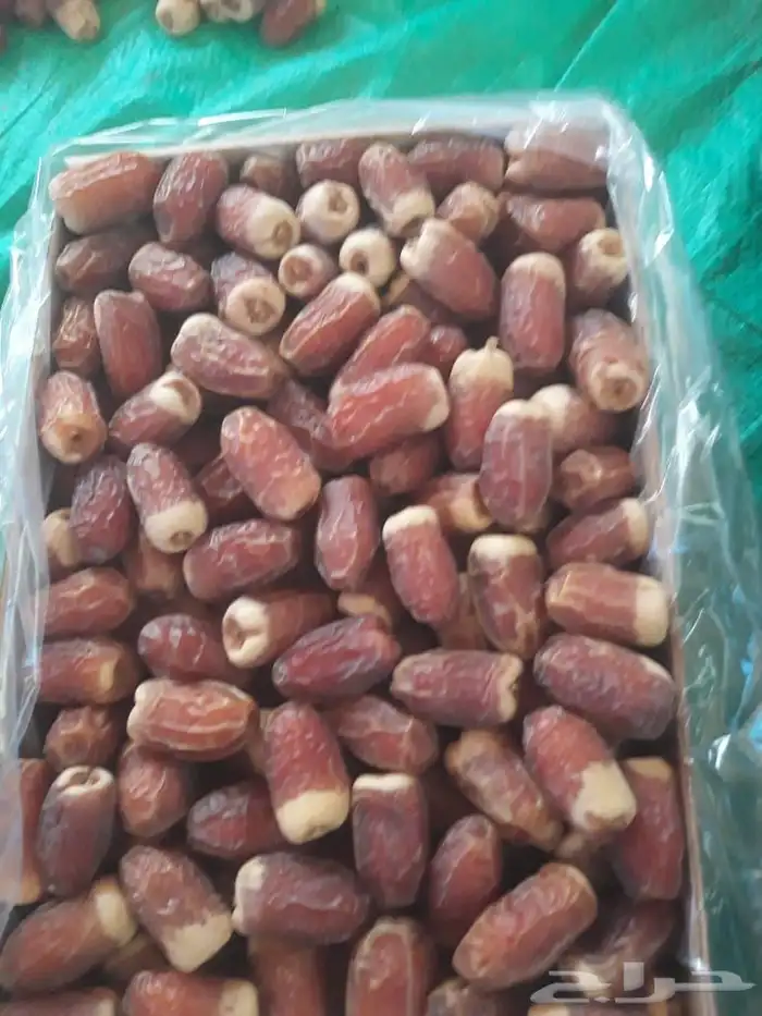 صقعي مبروم رقم 1 2