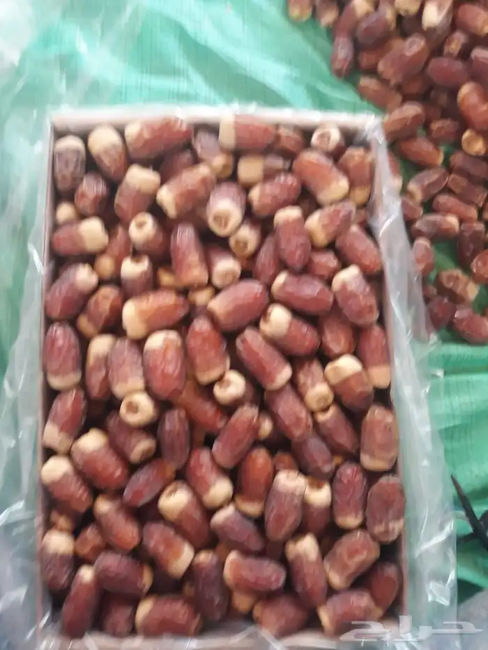 صقعي مبروم رقم 1 0