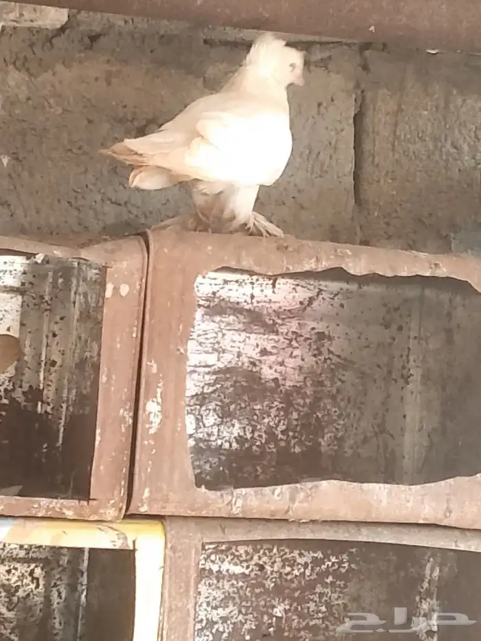 جوز حمام فاخر وولدهم 4