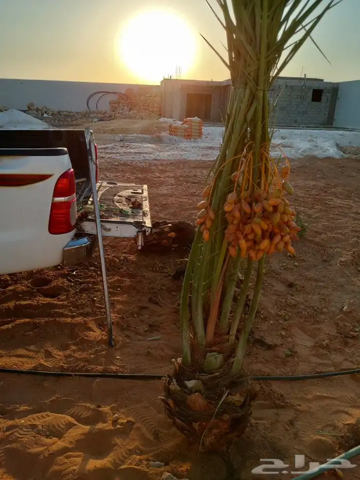 توريد نخل الطايف مكه والمدينه 6