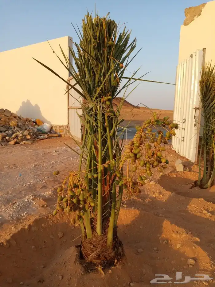 توريد نخل الطايف مكه والمدينه 4