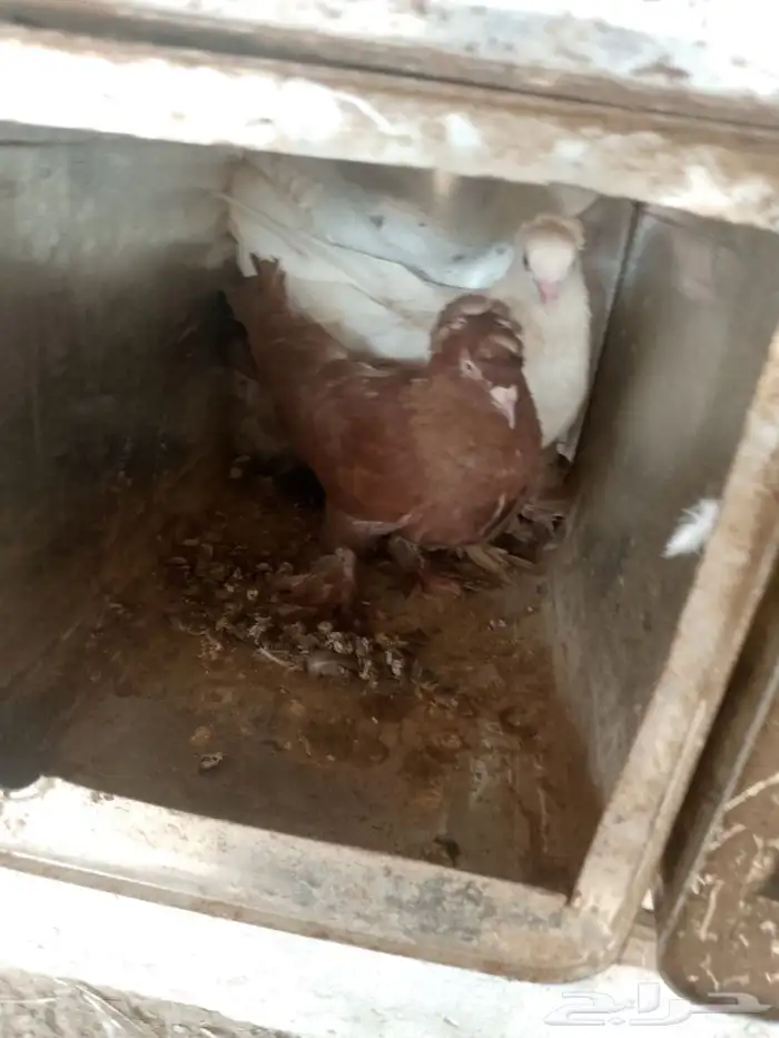 جوز حمام فاخر وولدهم 0