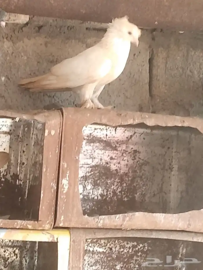 جوز حمام فاخر وولدهم 3