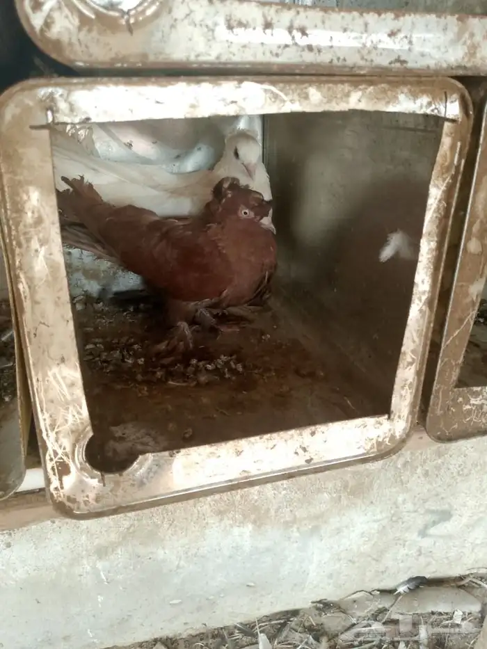 جوز حمام فاخر وولدهم 2