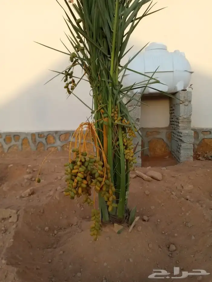 توريد نخل الطايف مكه والمدينه 2
