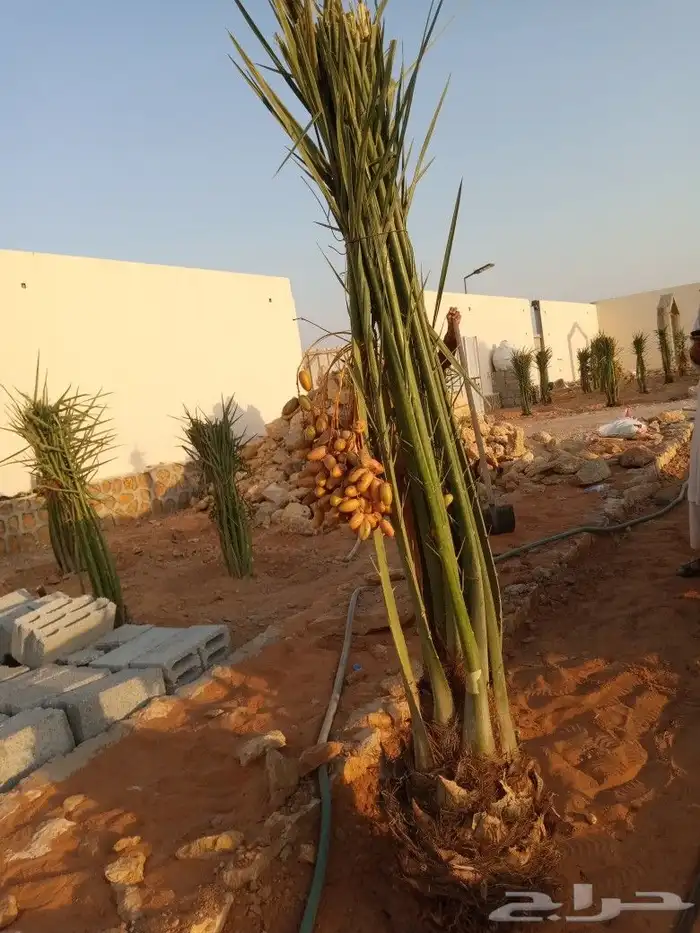 توريد نخل الطايف مكه والمدينه 5