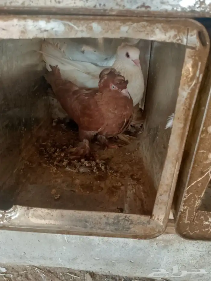 جوز حمام فاخر وولدهم 1