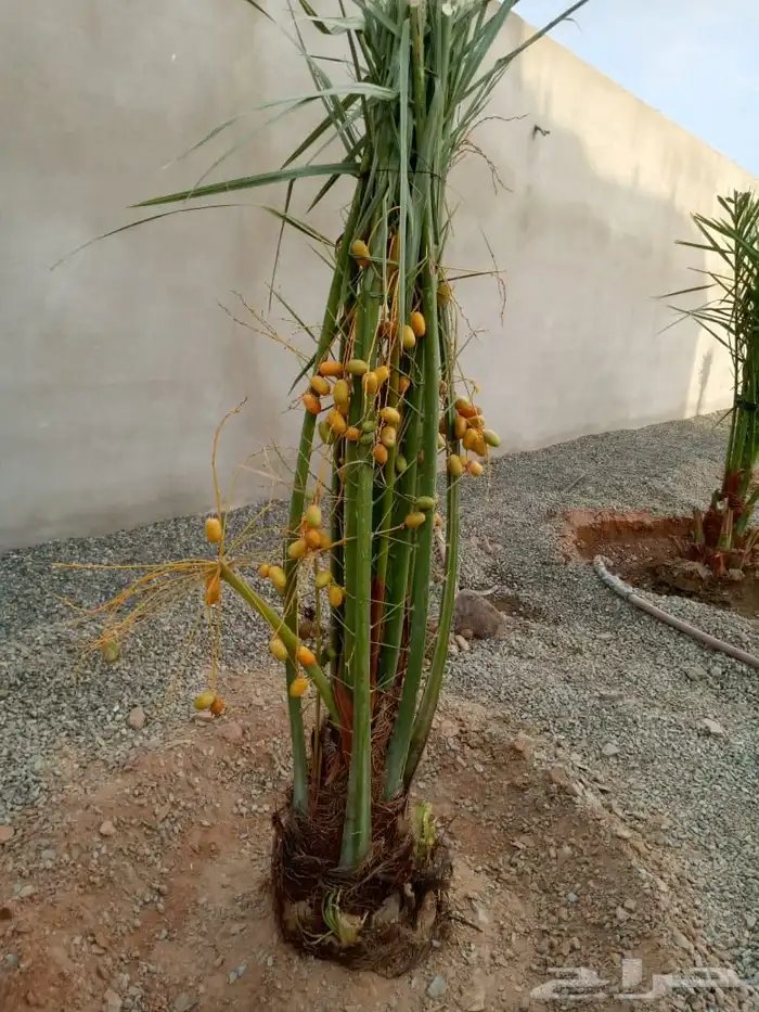 توريد نخل الطايف مكه والمدينه 0