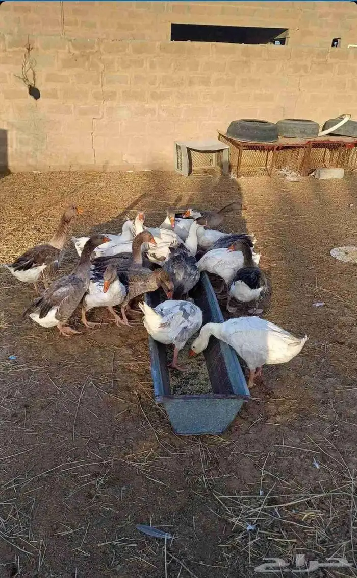 وزه 1
