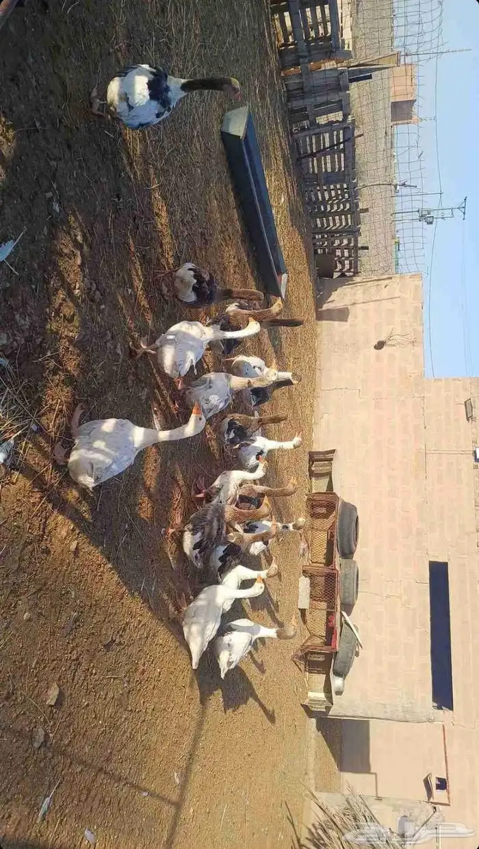 وزه 2