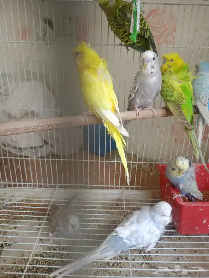 طيور حب إنكليزي وهوقو واسترالي 4