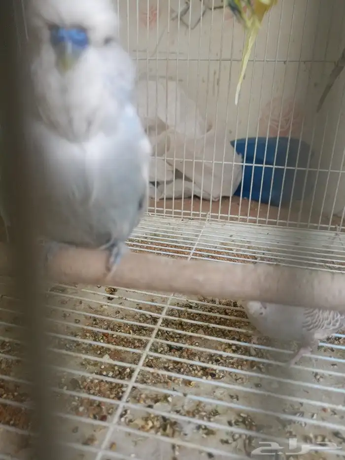 طيور حب إنكليزي وهوقو واسترالي 8