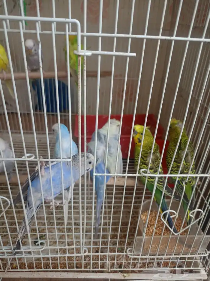 طيور حب إنكليزي وهوقو واسترالي 9