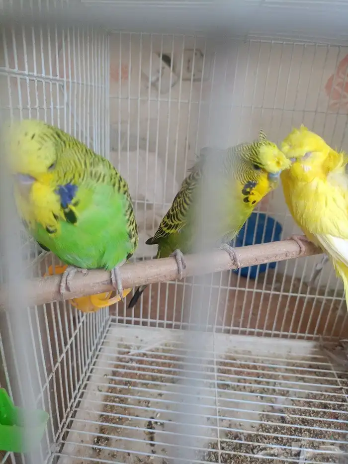 طيور حب إنكليزي وهوقو واسترالي 1